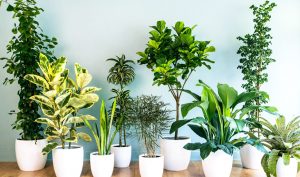 The benefits of plant delivery in Singapore