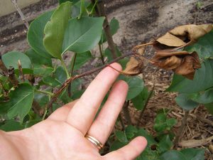 Top 5 Australian Tree Diseases and How to Treat Them